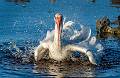 White Ibis-16